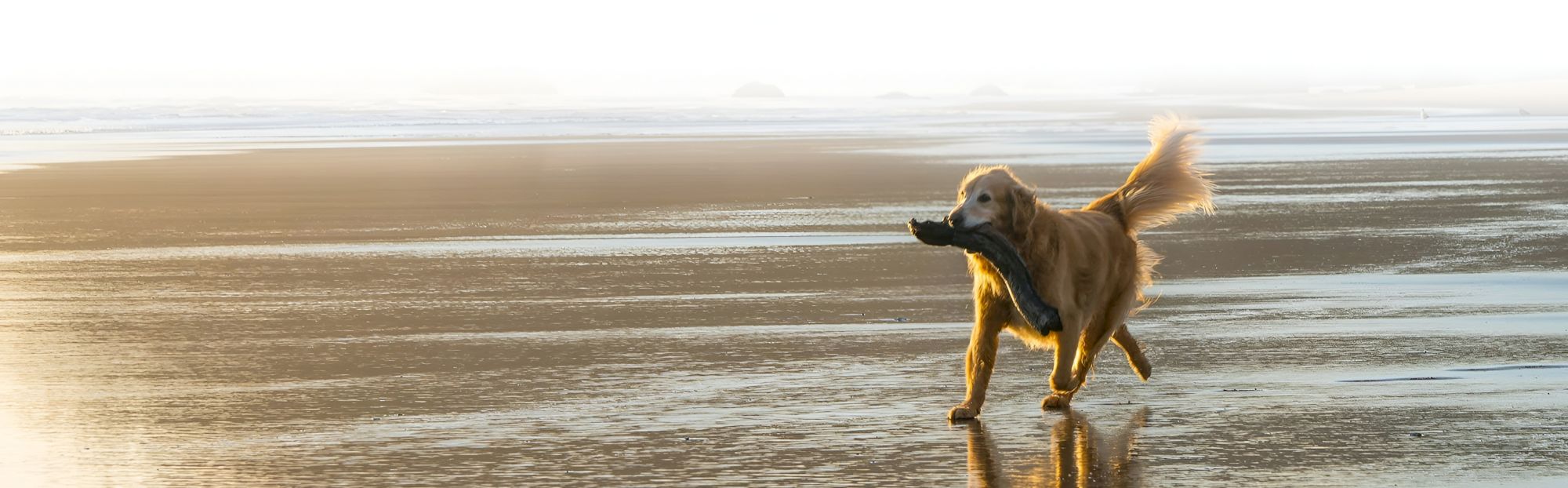 Cottage Inn By The Sea