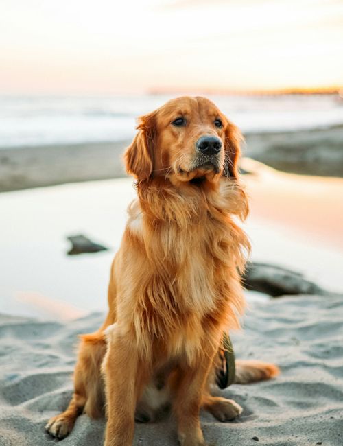 A golden retriever sitting on a sandy beach at sunset, calm and attentive, with water and rocks in the background.