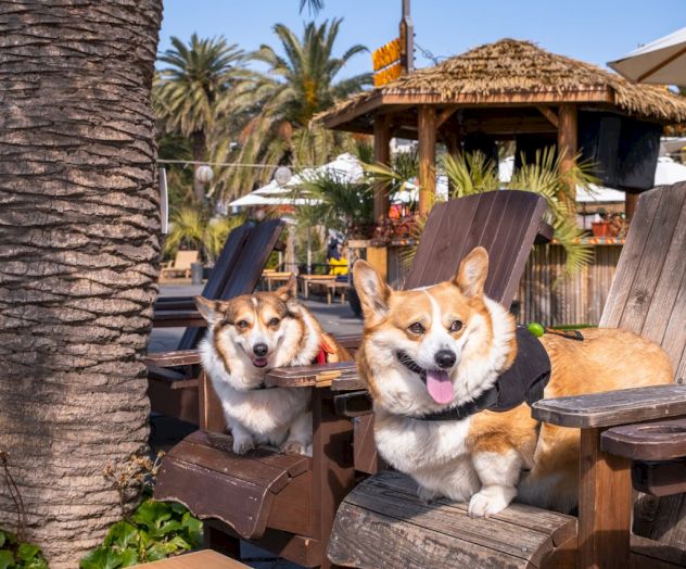Two corgis wearing life vests lounge on wooden chairs by a pool, palm trees and a thatched bar in the sunny resort backdrop.