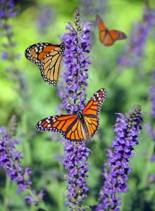 Butterflies perched on purple flowers in a sunny garden, with a blurred green background and a fluttering orange monarch in flight.